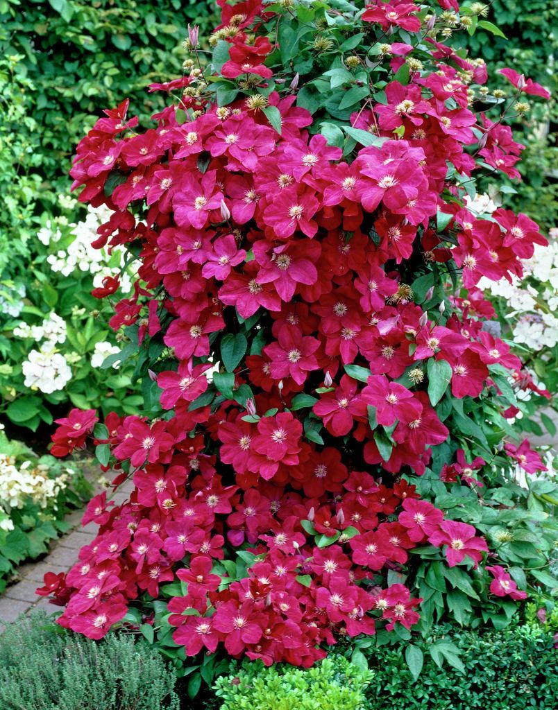 Clematis 'Ernest Markham'